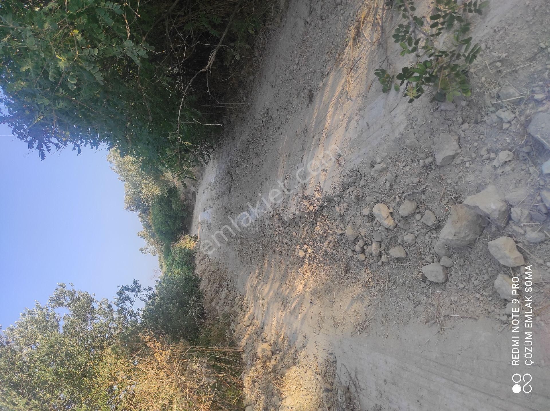 Uygun Fiyatlı,resmi Yolu Olan Mini Zeytinlik - Görsel 16