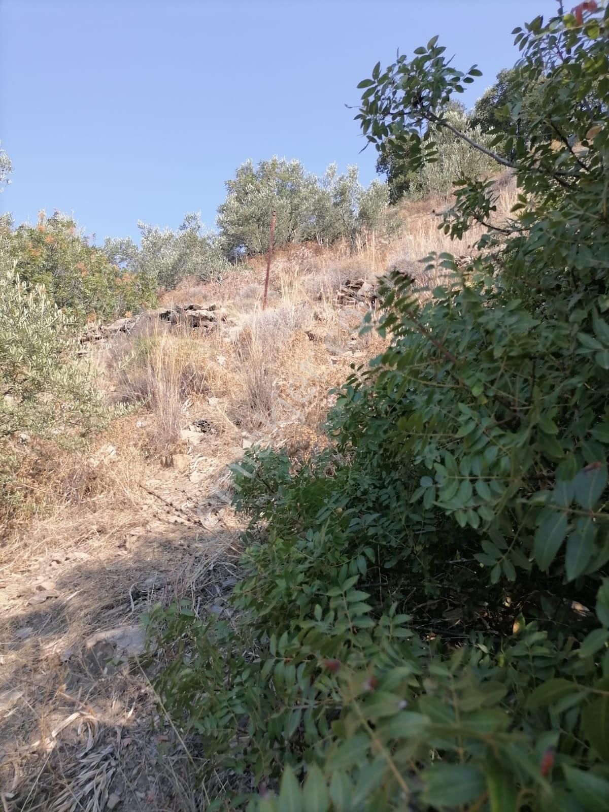 Güllübahçe Mah.sökede Satılık Bahçe - Görsel 15