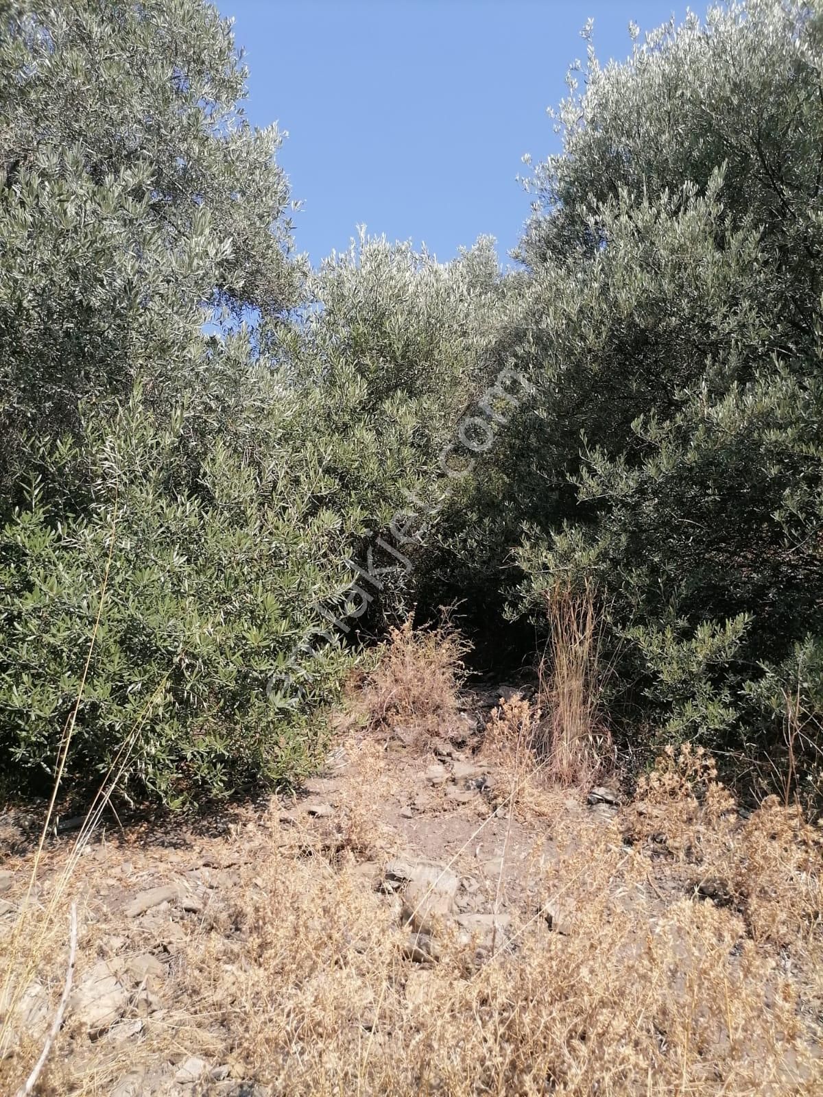 Güllübahçe Mah.sökede Satılık Bahçe - Görsel 4