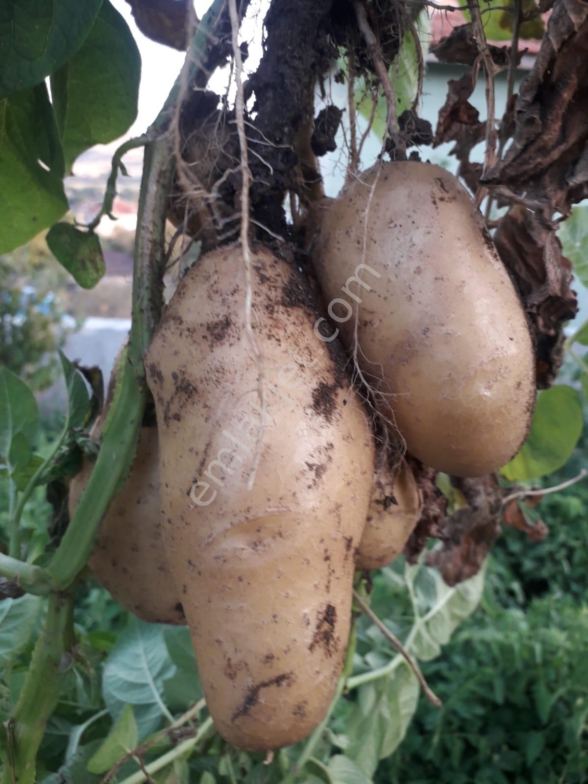 Uludere Mahallesin’de Satılık Ev Ve Arsa - Görsel 16