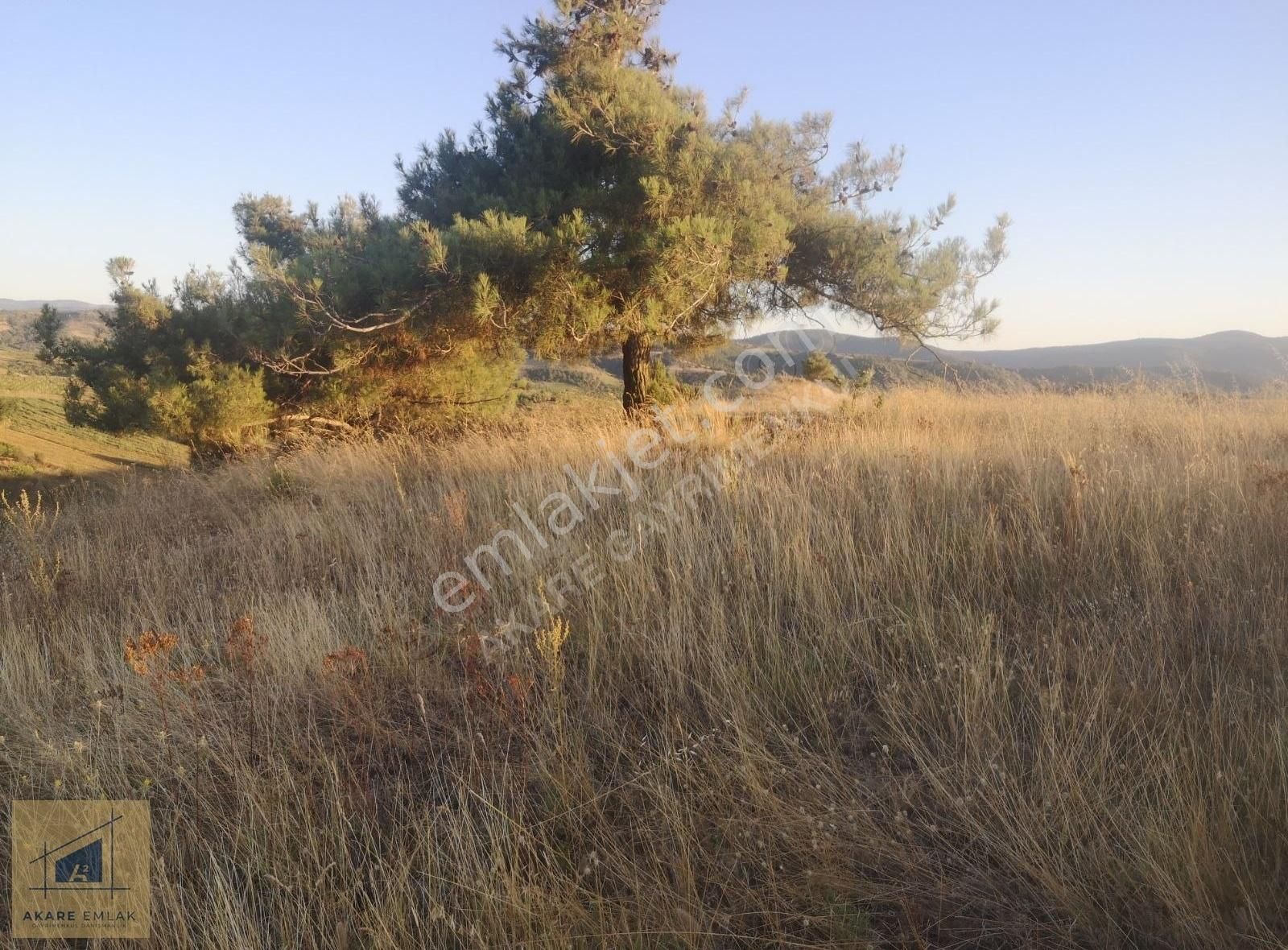 Söğüt Küre Köyü (Merkez) Satılık Tarla Bilecikte Yol Su Var Bağevi Yapılır Tarla Asma Ceviz Vs. Uygun