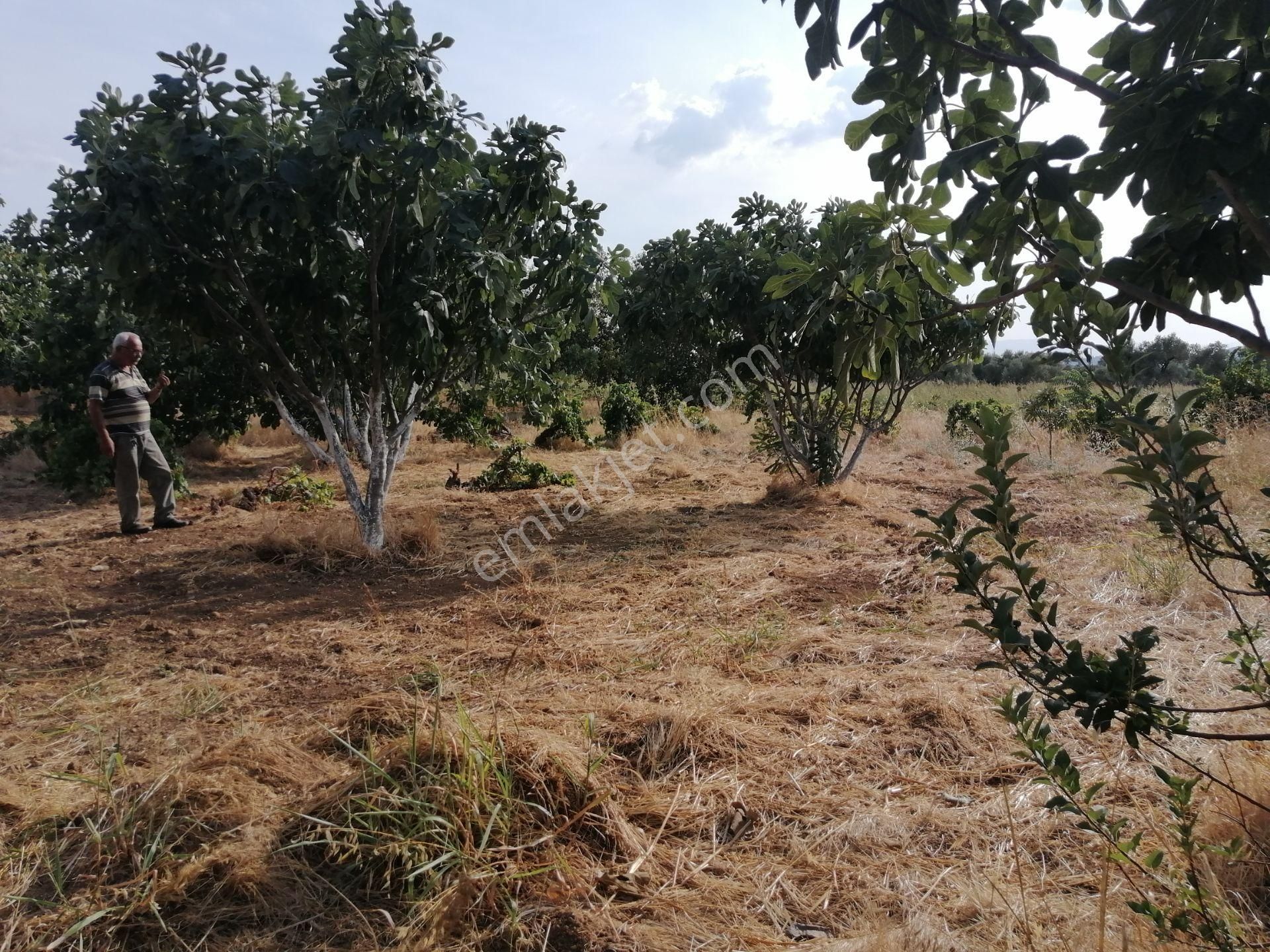 Torbalı Dirmil Satılık Bağ & Bahçe İzmir Torbalı Gold Emlaktan Satılık Zeytin Bahçesi