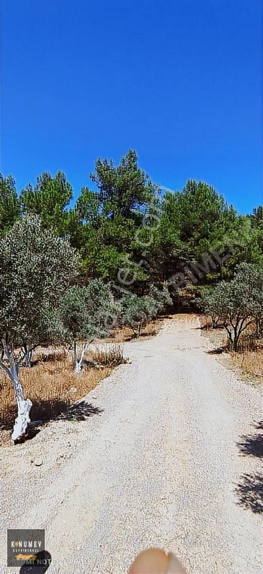 Menderes Çile Satılık Tarla Menderes Çile Köyünde Satilik Bahçe