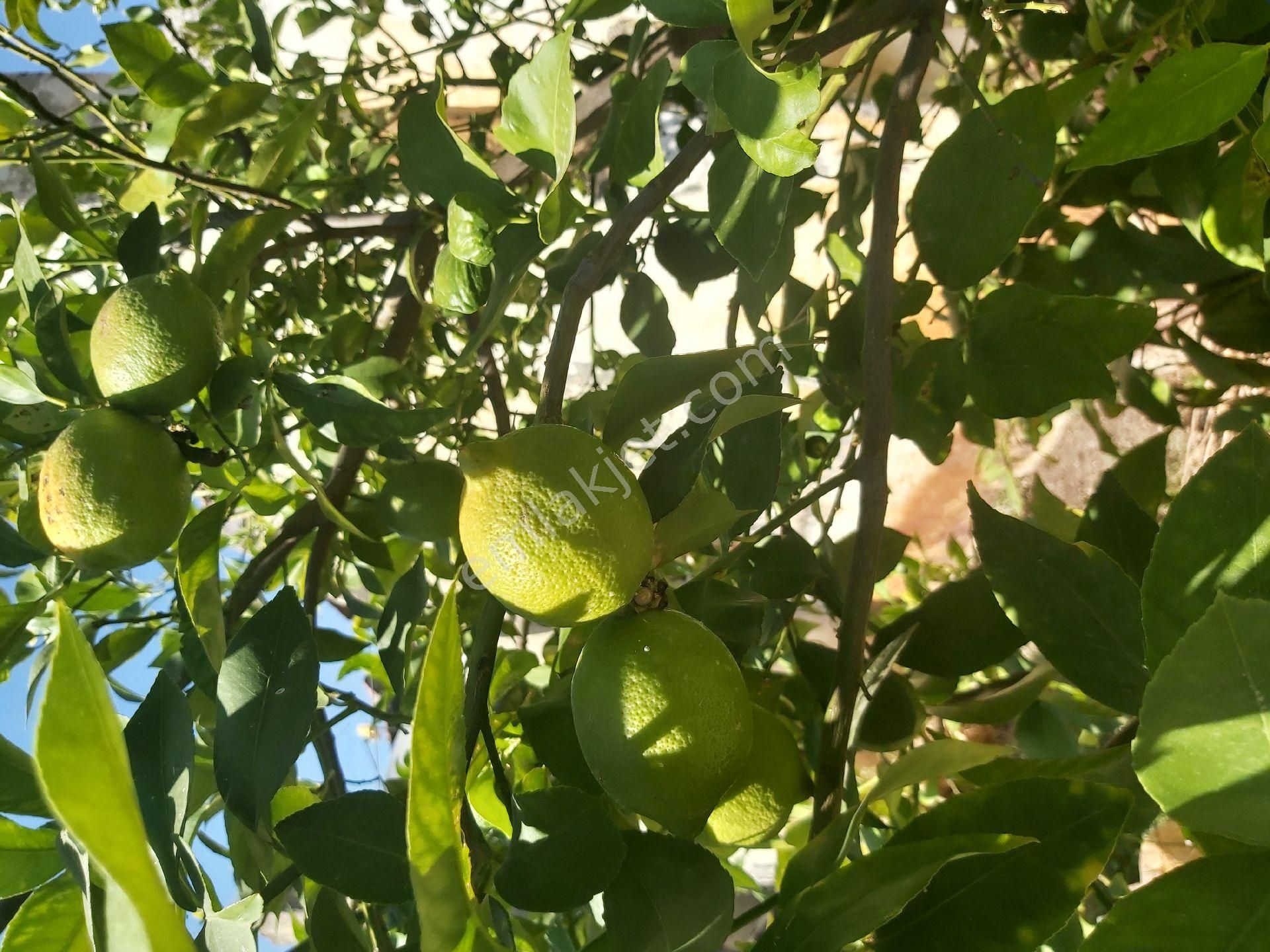 Satılık Koy Evı Yesılkoyde Muhtar Senetıyle - Görsel 12