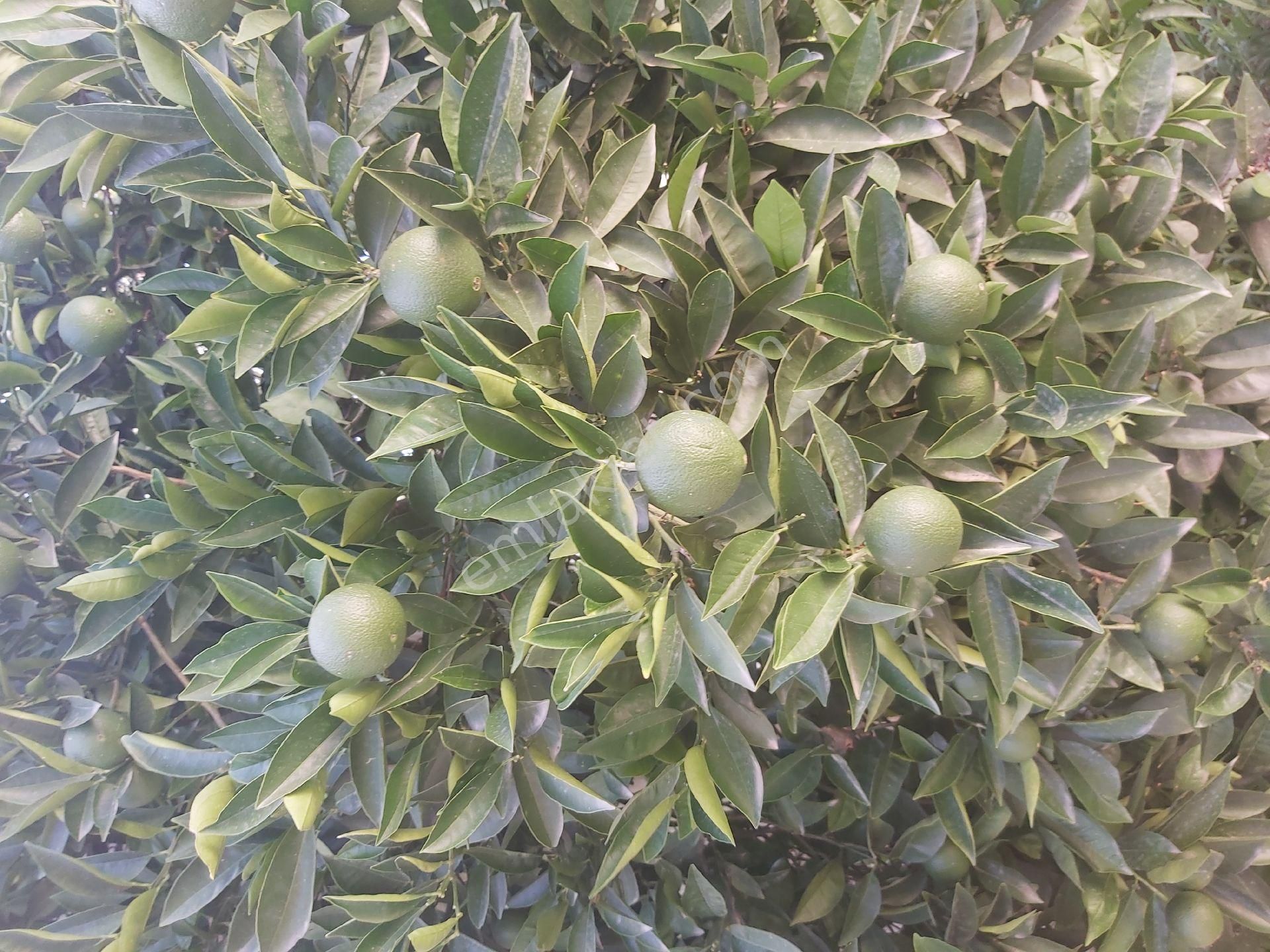 Satılık Koy Evı Yesılkoyde Muhtar Senetıyle - Görsel 3