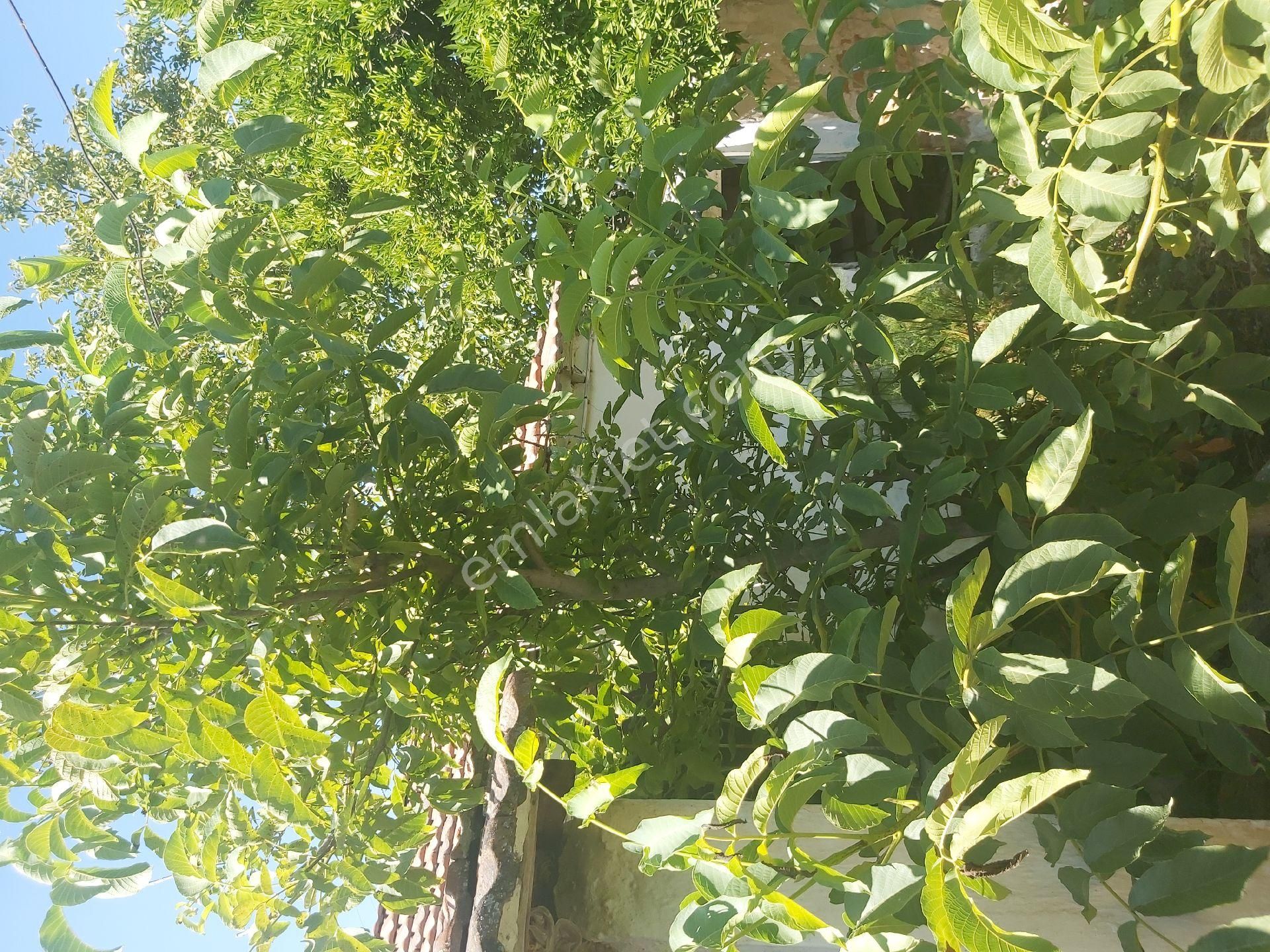 Satılık Koy Evı Yesılkoyde Muhtar Senetıyle - Görsel 9