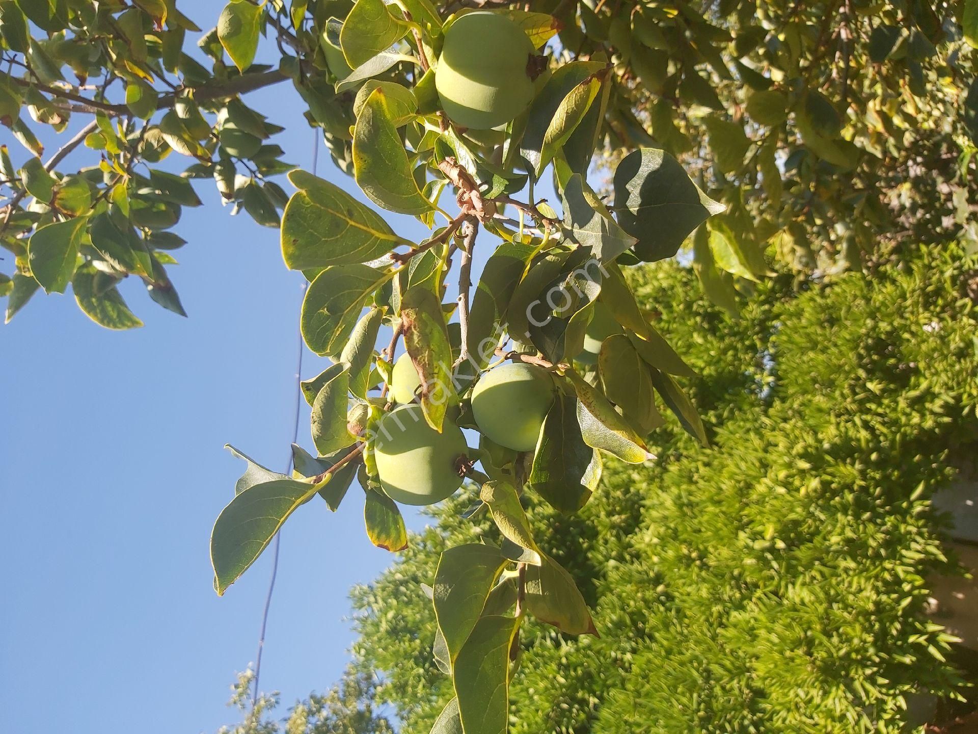 Satılık Koy Evı Yesılkoyde Muhtar Senetıyle - Görsel 14