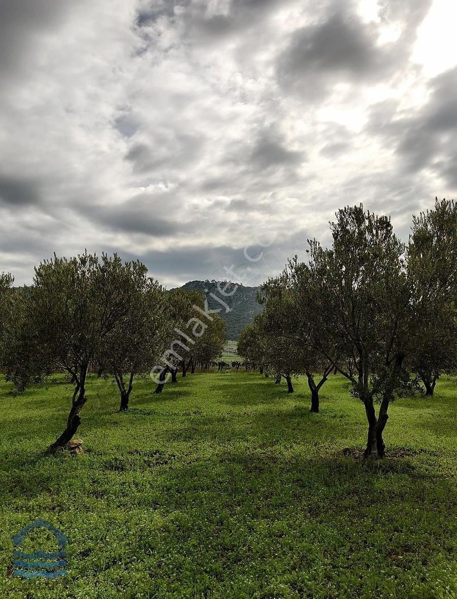 Foça Koca Mehmetler Satılık Zeytinlik Foça Kocamehmetler Köyünde Yatırımlık Zeytin Bahçesi