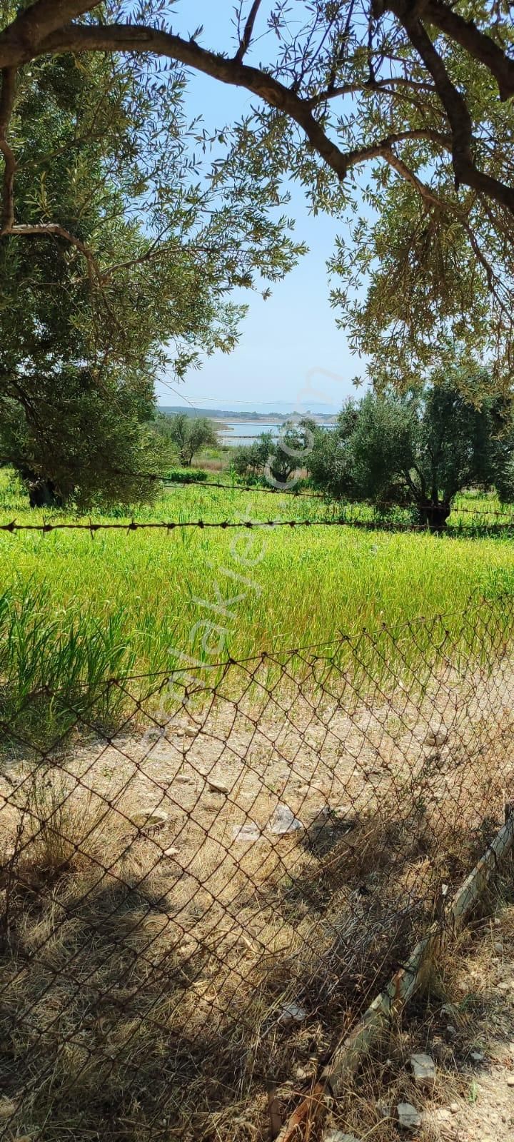 Ayvalık Küçükköy Tuzla Mevkiinde 11.300 M² Zeytinlik – Kaçırılmayacak Fırsat! 🌿🌊 - Görsel 5