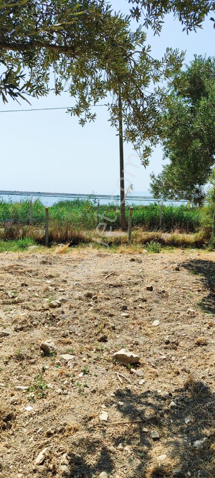 Ayvalık Küçükköy Tuzla Mevkiinde 11.300 M² Zeytinlik – Kaçırılmayacak Fırsat! 🌿🌊 - Görsel 12