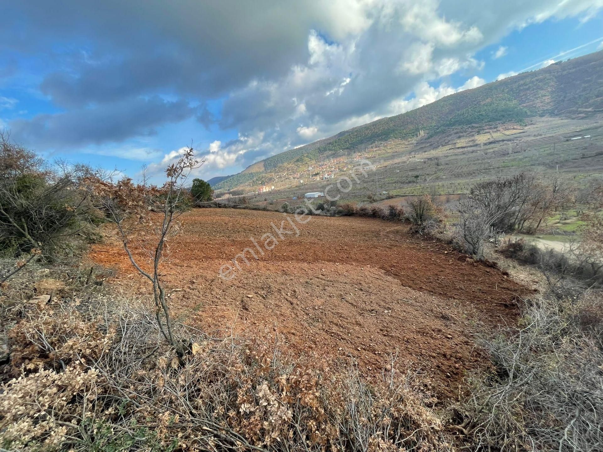 Turgutlu Hacıisalar Satılık Arazi  HACIİSALAR KOYUNDE SATILIK CEVIZLIK 