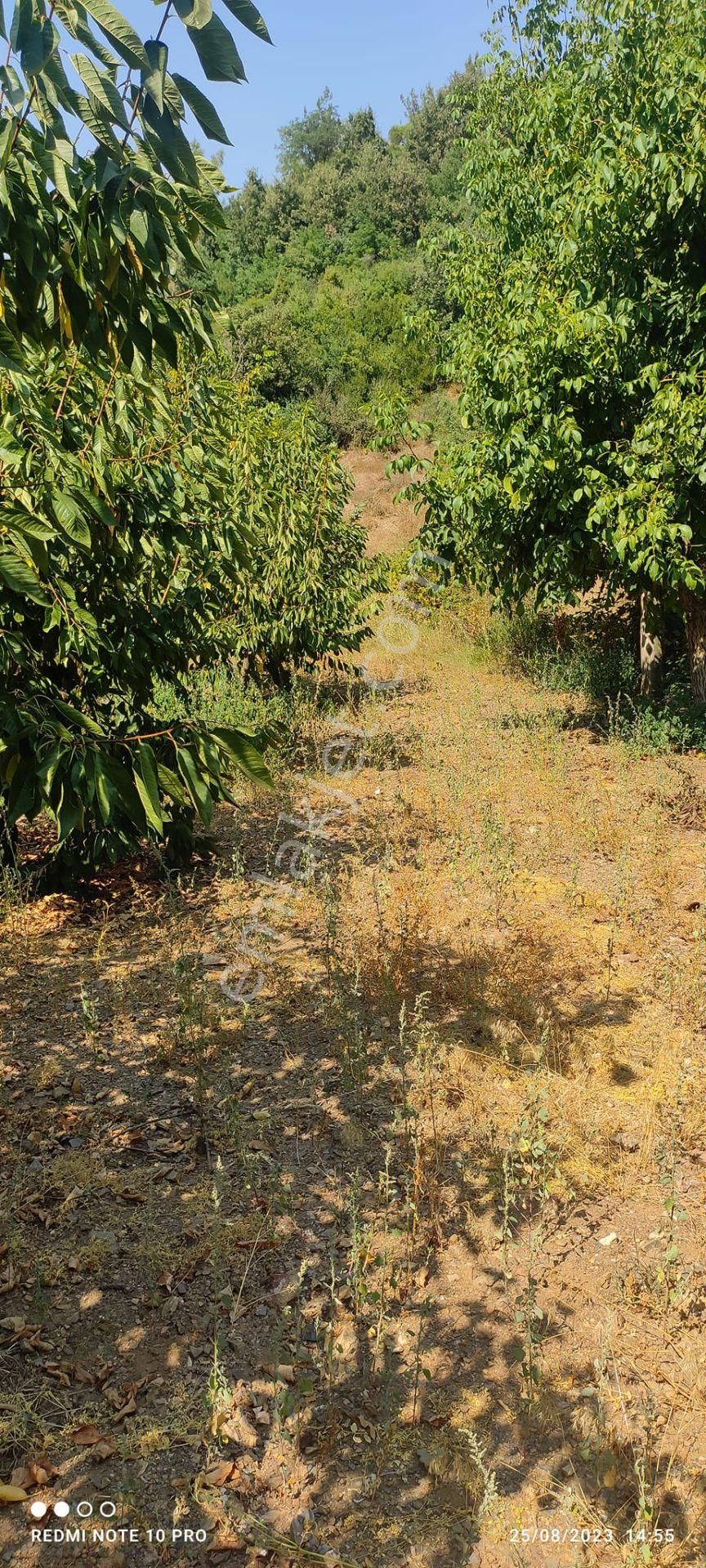 Turgutlu Güney Satılık Bağ & Bahçe Güney Köyü Satılık Kırazlık