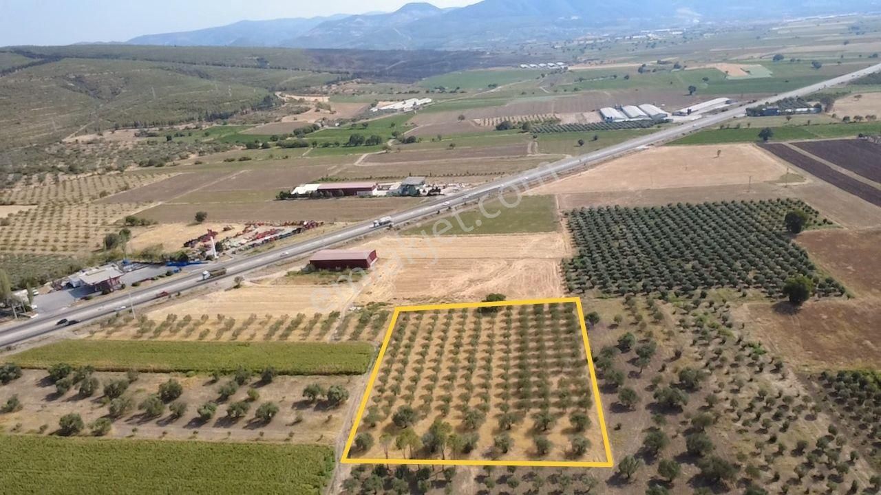 Hamzahocalı Mahallesinde 7.000 M2 Satılık Zeytinlik