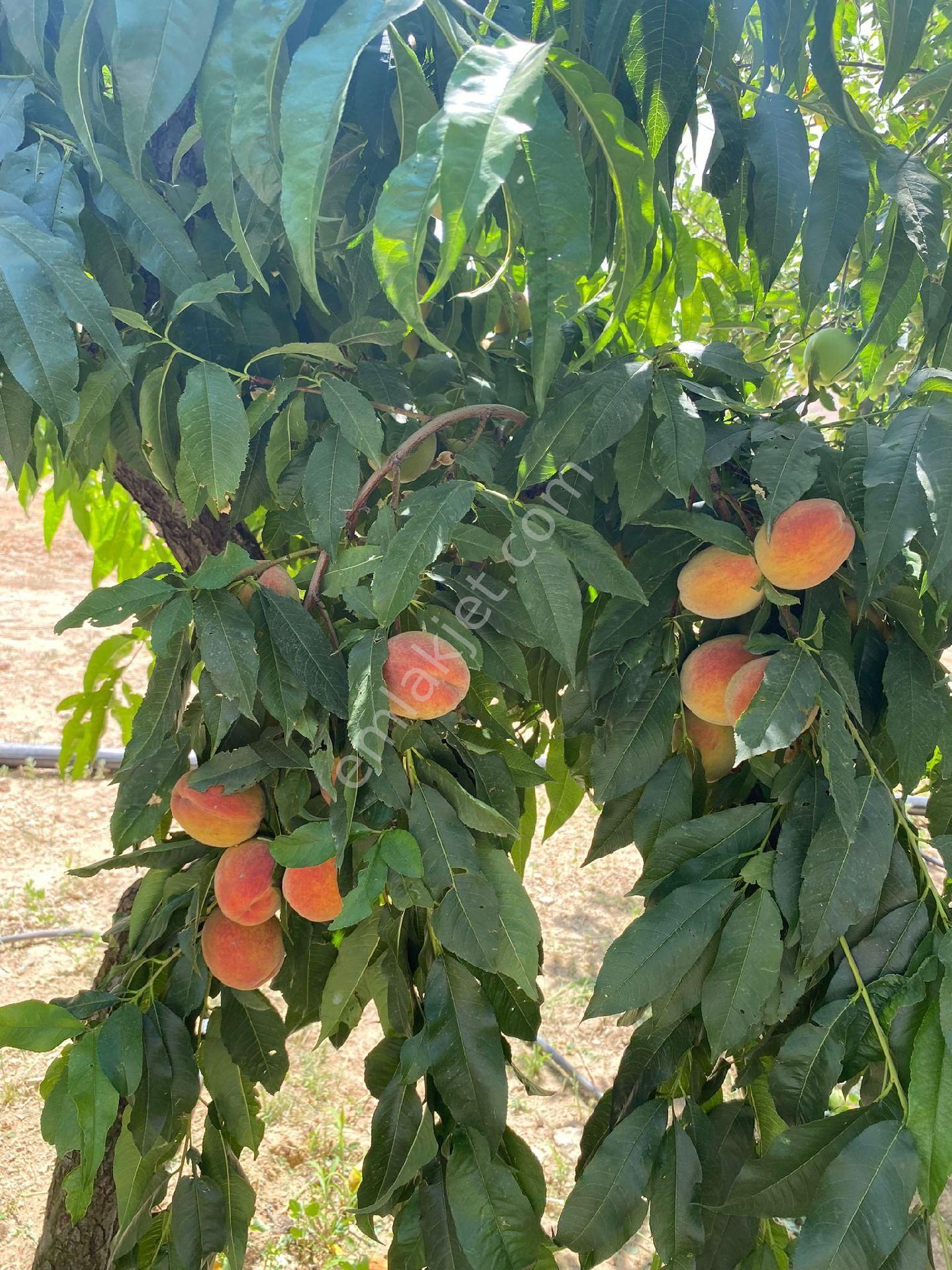 Yahyalı Yuları Satılık Bağ & Bahçe Yahyalı yuları mahallesinde  yola yakın konumda satılık elmalık bahçe ve evi