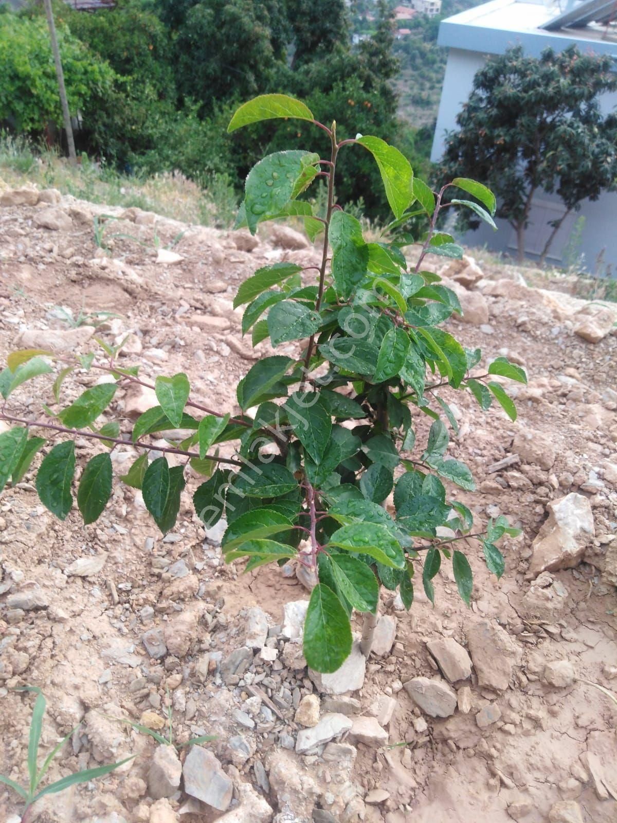 Alanya Kızılcaşehir Mahallesi Satılık Tarla - Görsel 5