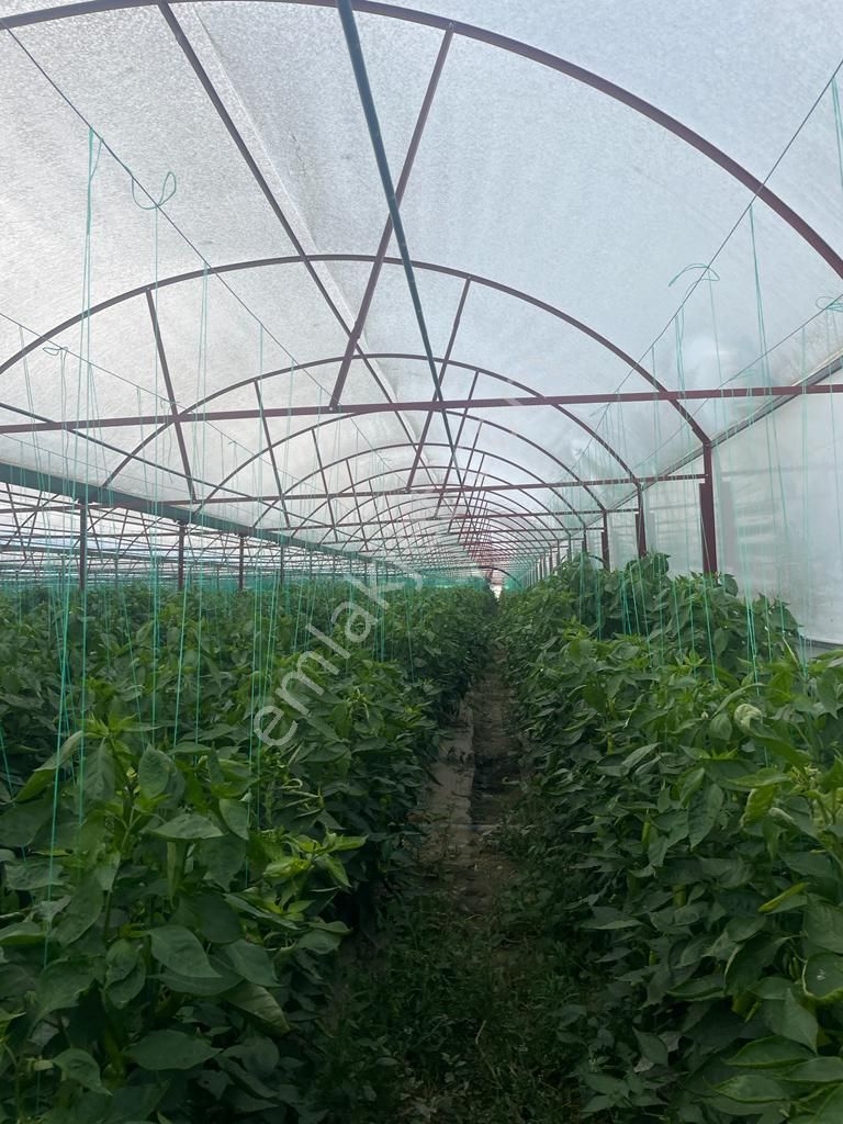 Antalya Elmalı Bayralar Mah'de 2 Adet Sondaj, Elektriği, Yolu Ve Evi Bulunan 12.000m2 Satılık Sera - Görsel 8