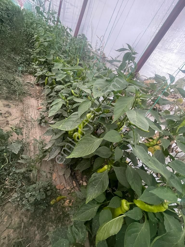 Antalya Elmalı Bayralar Mah'de 2 Adet Sondaj, Elektriği, Yolu Ve Evi Bulunan 12.000m2 Satılık Sera - Görsel 15