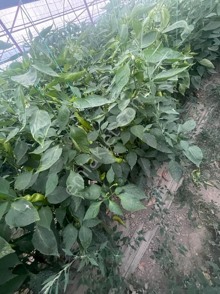 Antalya Elmalı Bayralar Mah'de 2 Adet Sondaj, Elektriği, Yolu Ve Evi Bulunan 12.000m2 Satılık Sera - Görsel 9