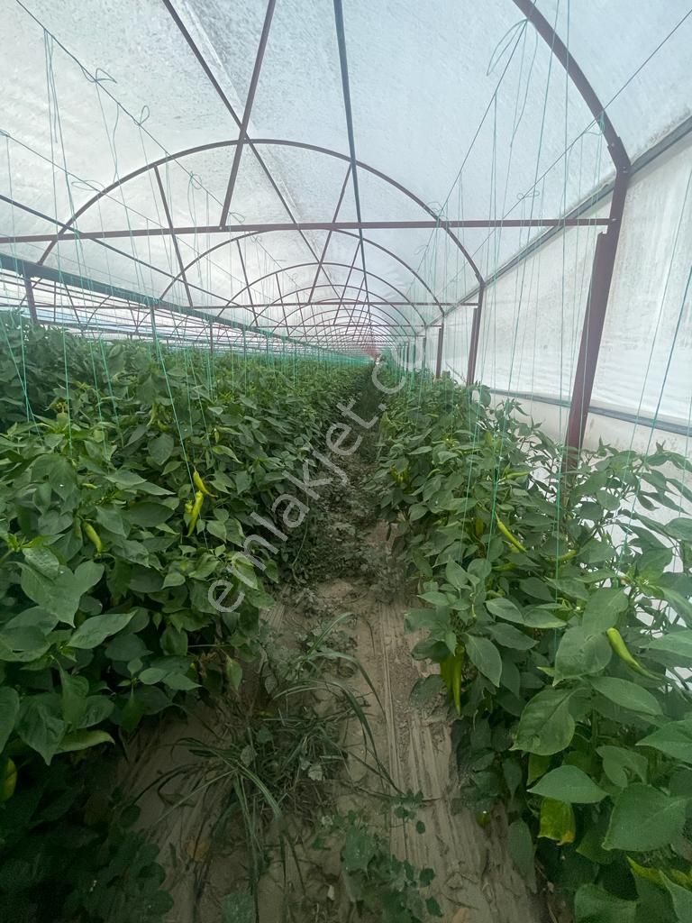 Antalya Elmalı Bayralar Mah'de 2 Adet Sondaj, Elektriği, Yolu Ve Evi Bulunan 12.000m2 Satılık Sera - Görsel 10