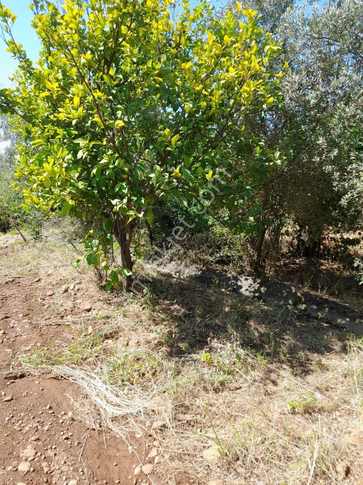 Müjgan Emlaktan Muğla Köyceğiz Yeşilköy Mh 600m2 Arsa - Görsel 10