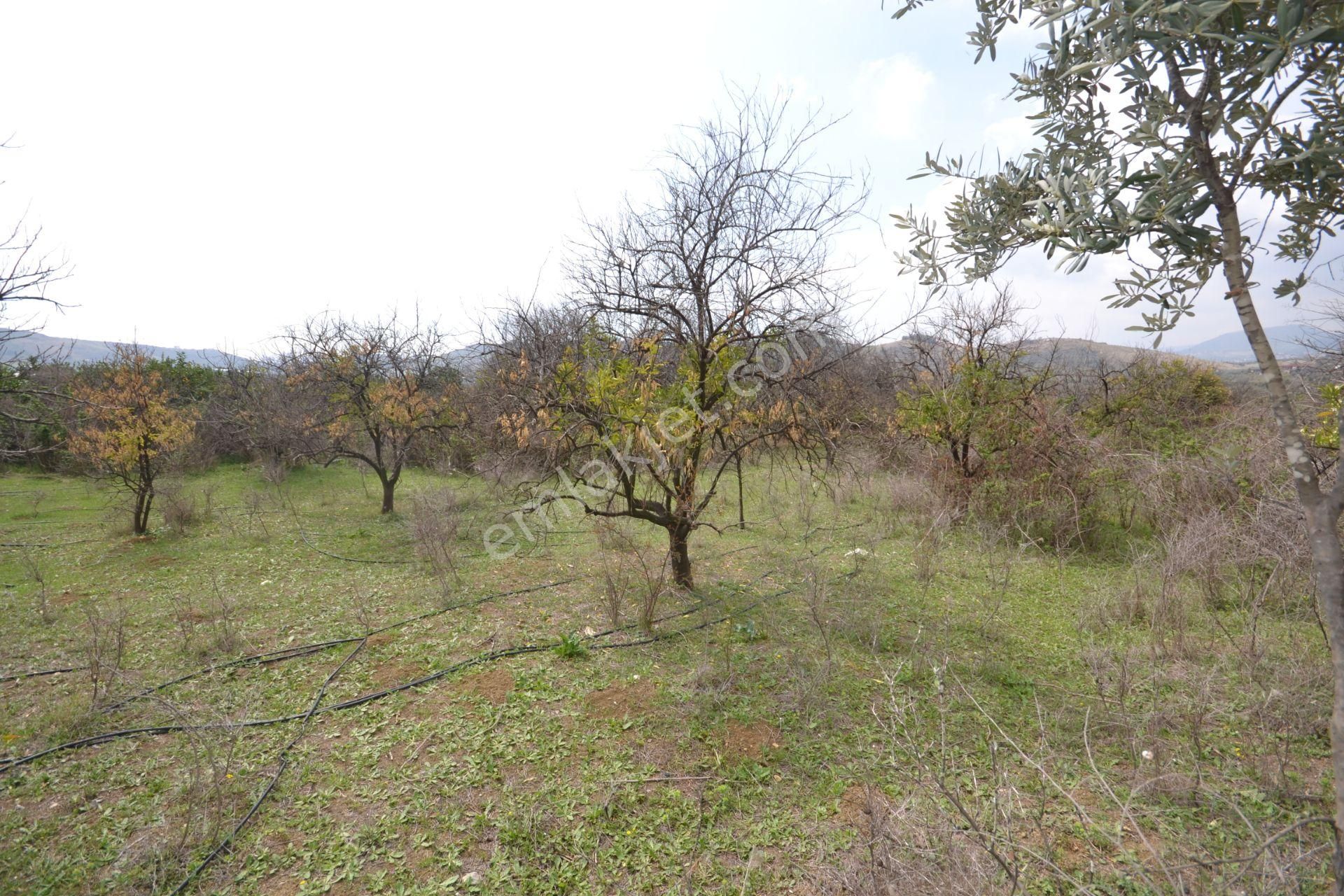 Toroslar Çopurlada 4.884 M2 Bahçe Güzel Konumlu Müsatkil Ev Yapmaya Uygun - Görsel 10