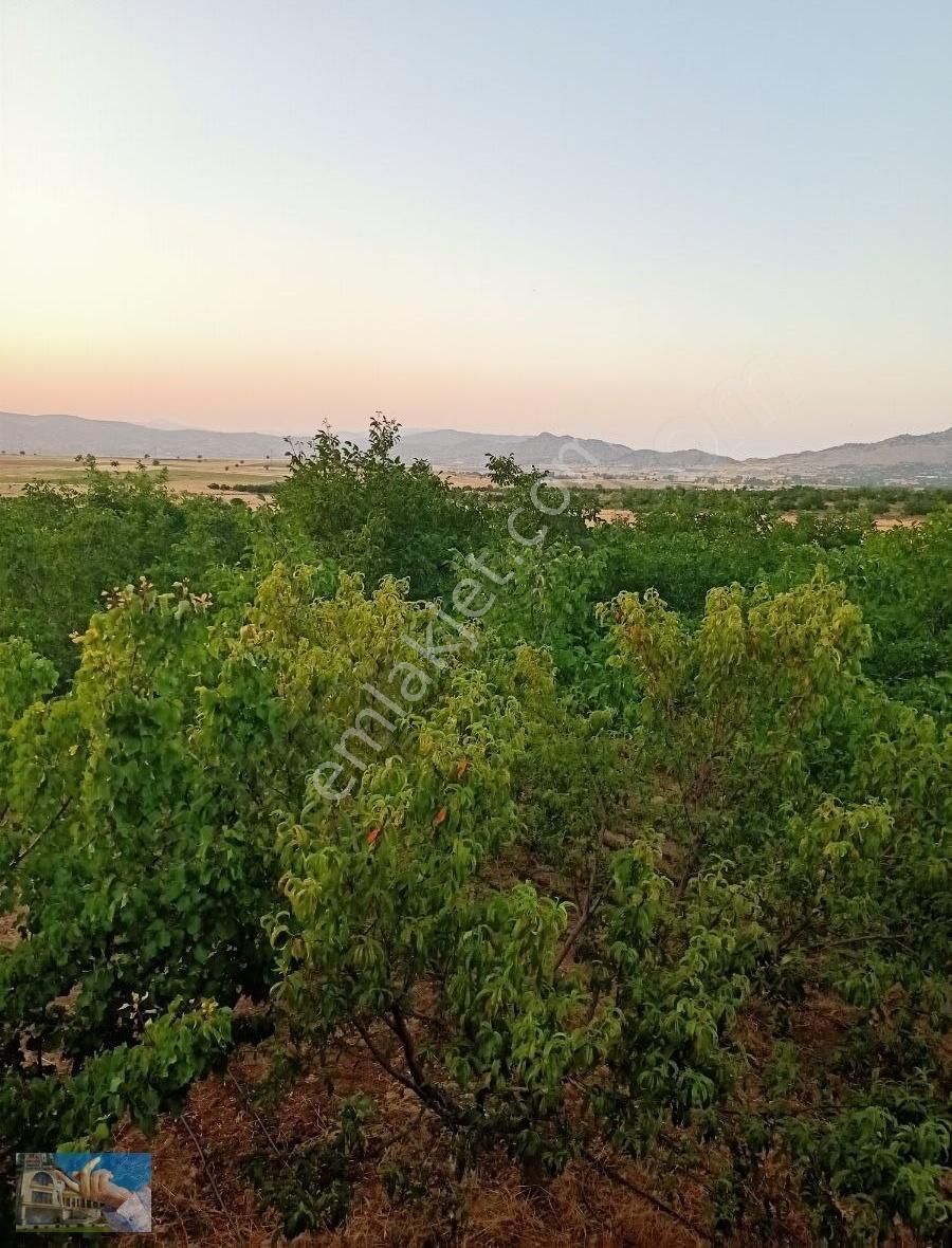 Satılık Ceviz Bahçesi - Görsel 17