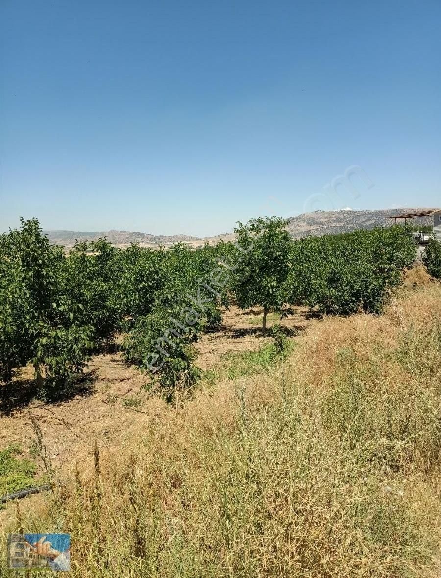 Satılık Ceviz Bahçesi - Görsel 12