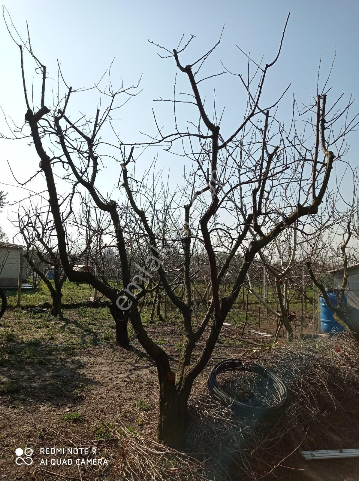 İçinde Evi Olan Bakımlı Meyve Bahçesi Kemalpaşa Ören - Görsel 6