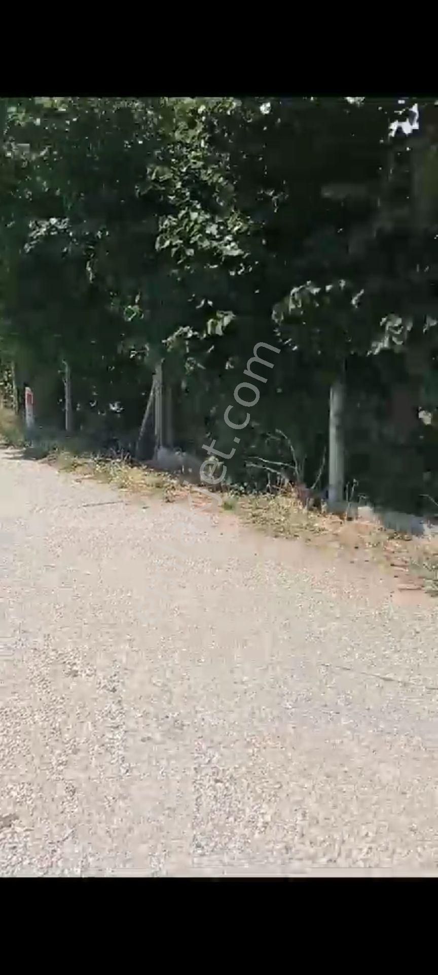 İçinde Evi Olan Bakımlı Meyve Bahçesi Kemalpaşa Ören - Görsel 17