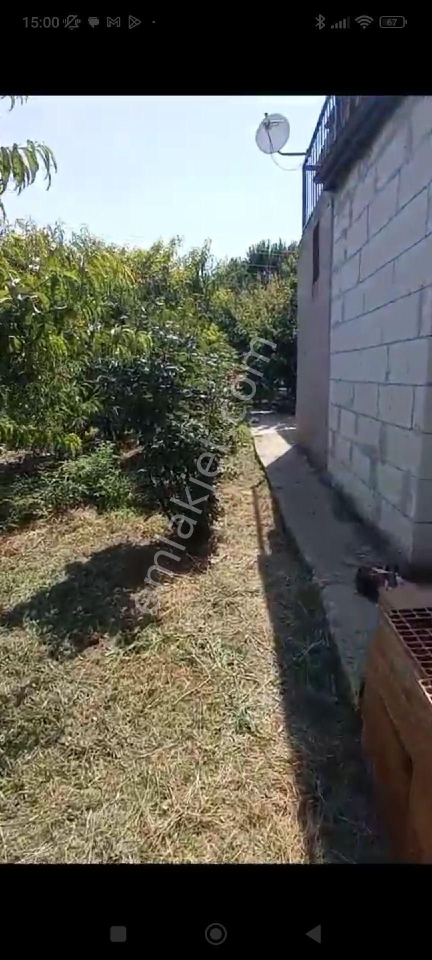 İçinde Evi Olan Bakımlı Meyve Bahçesi Kemalpaşa Ören - Görsel 28