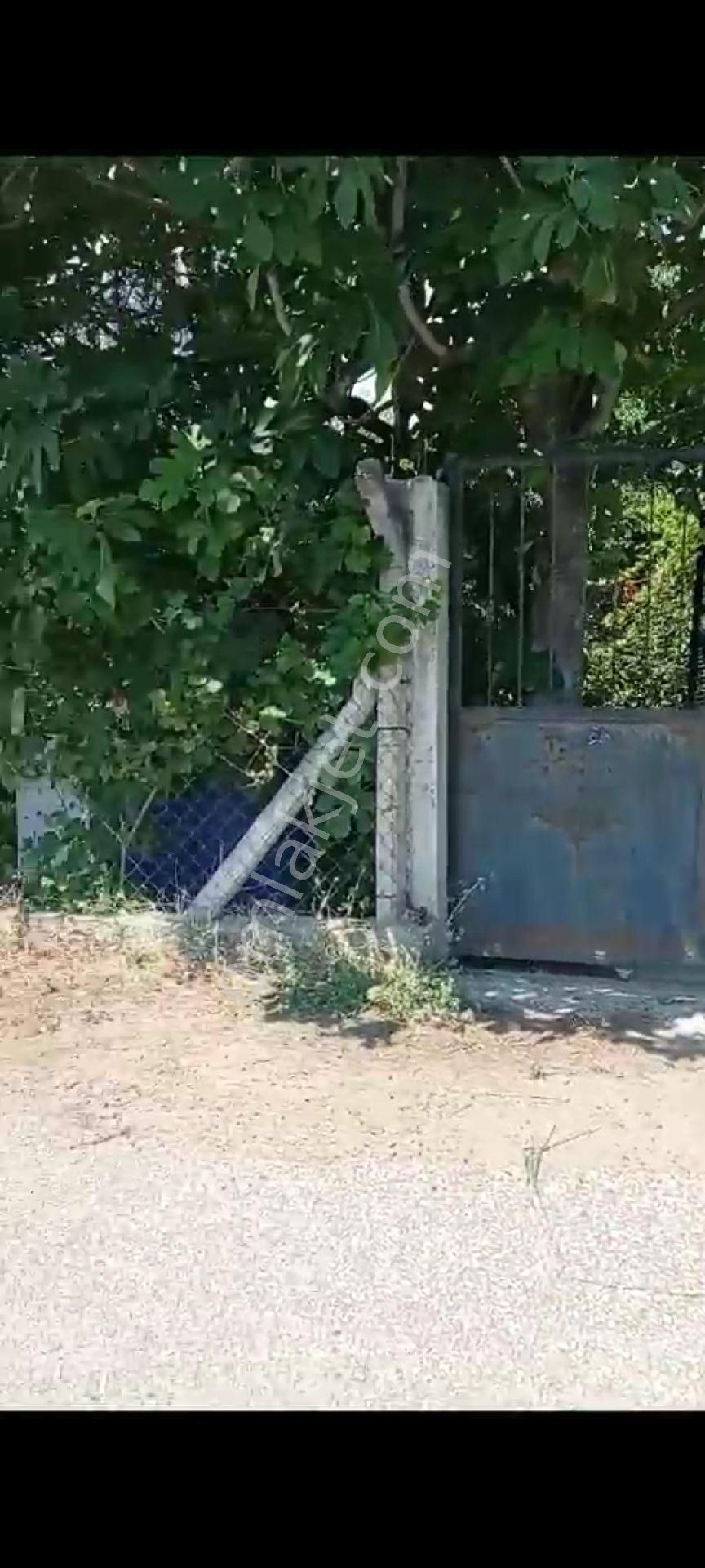 İçinde Evi Olan Bakımlı Meyve Bahçesi Kemalpaşa Ören - Görsel 16