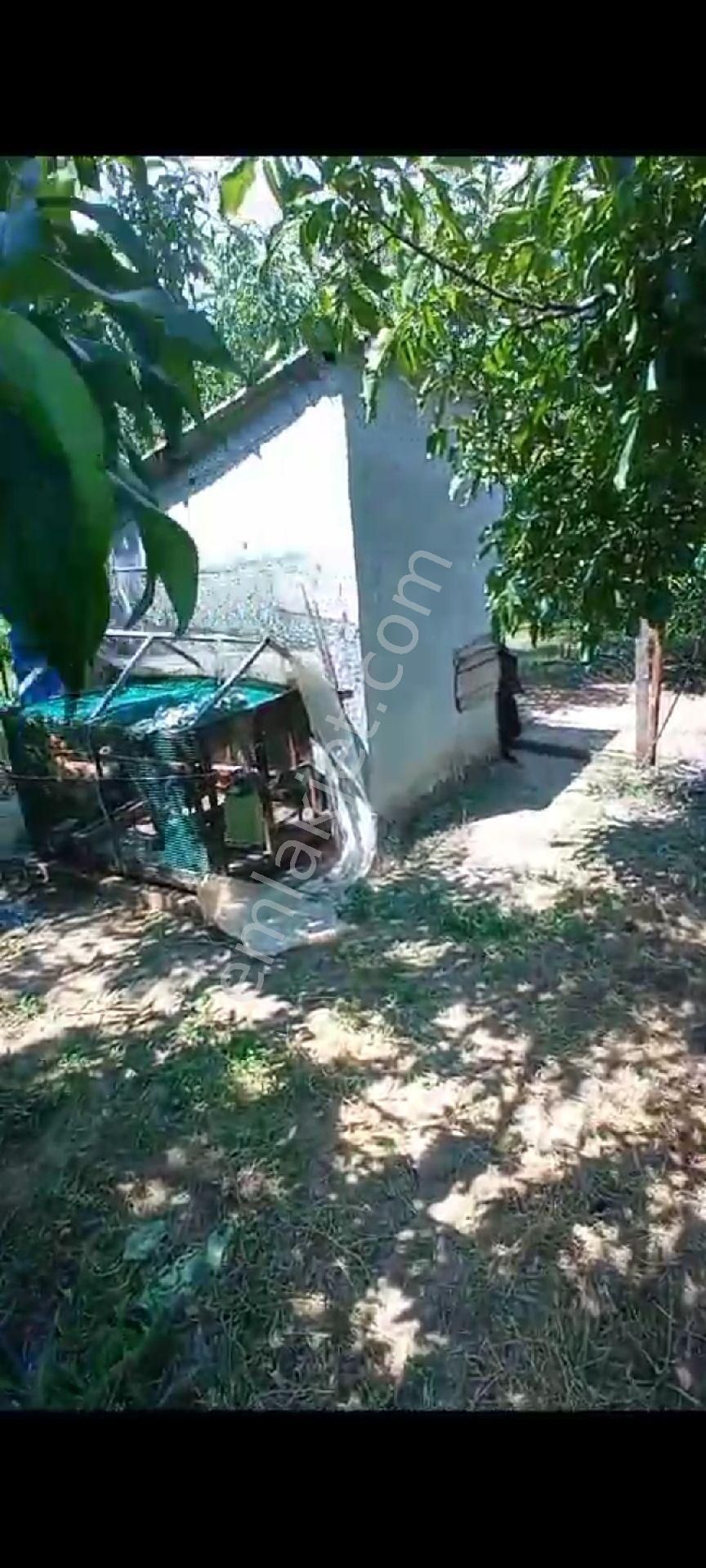 İçinde Evi Olan Bakımlı Meyve Bahçesi Kemalpaşa Ören - Görsel 31