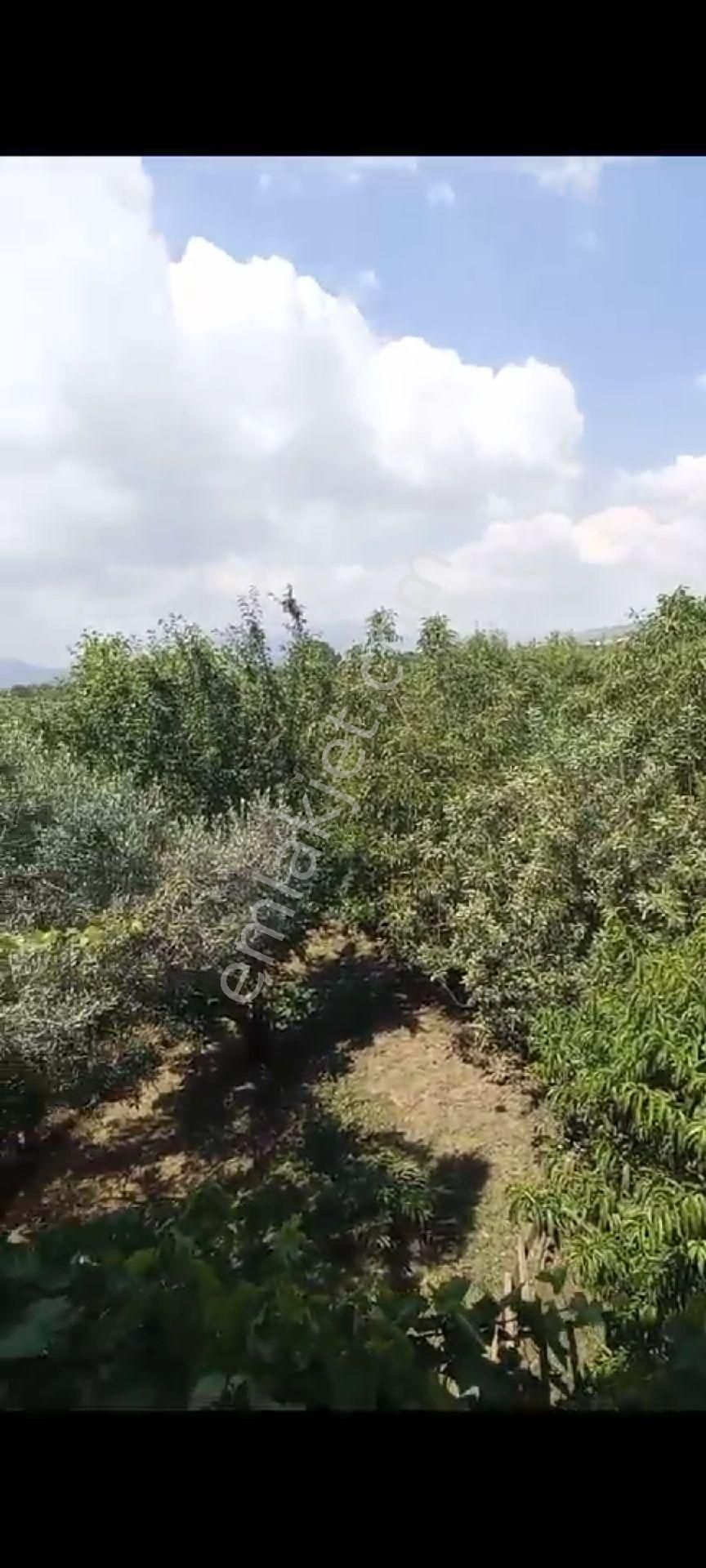 İçinde Evi Olan Bakımlı Meyve Bahçesi Kemalpaşa Ören - Görsel 15