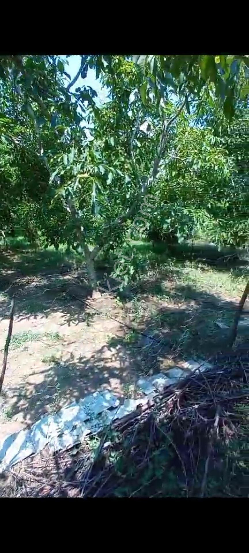 İçinde Evi Olan Bakımlı Meyve Bahçesi Kemalpaşa Ören - Görsel 33