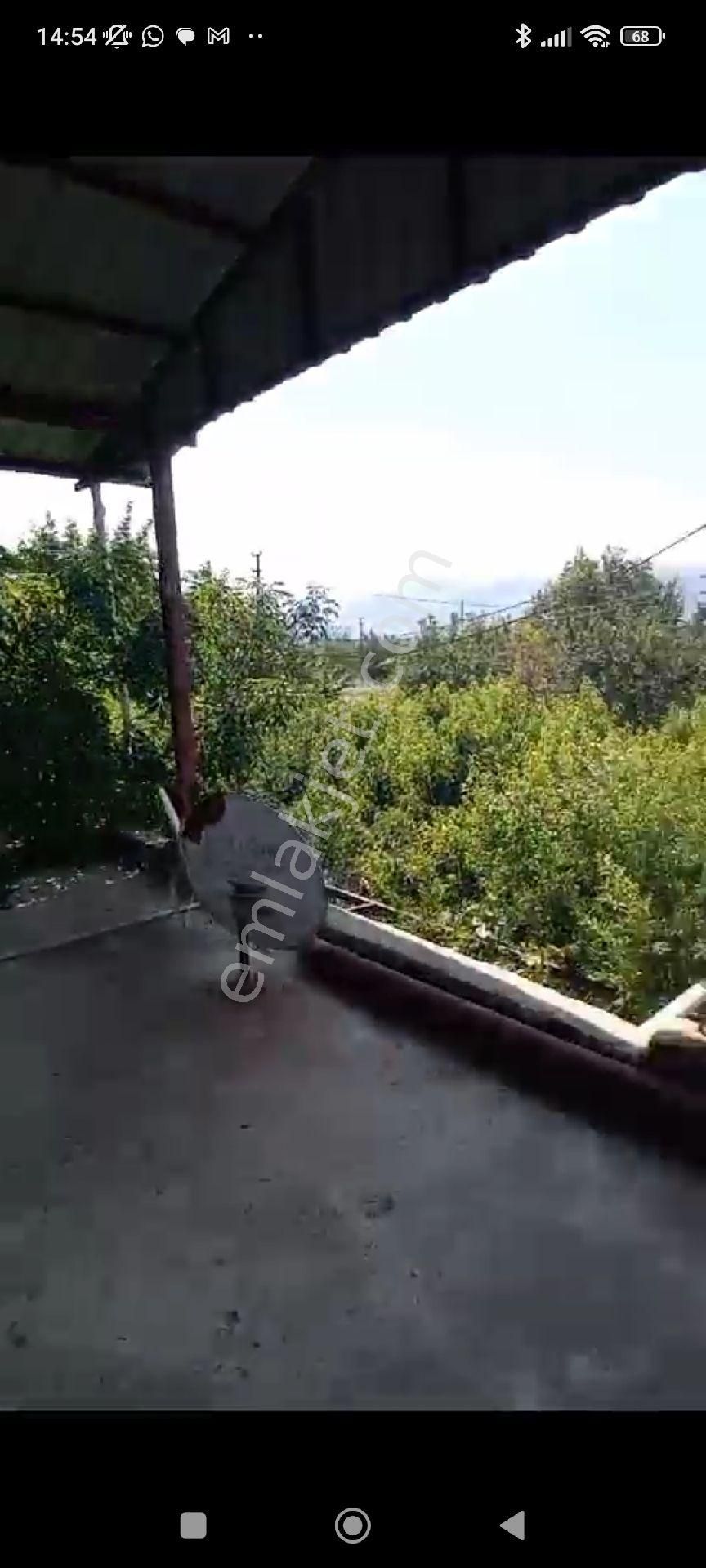 İçinde Evi Olan Bakımlı Meyve Bahçesi Kemalpaşa Ören - Görsel 8