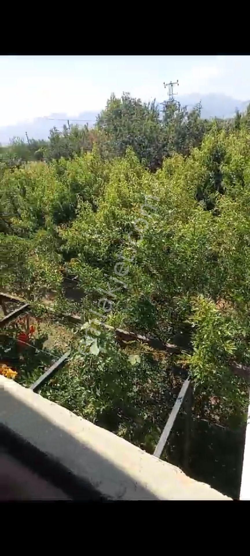 İçinde Evi Olan Bakımlı Meyve Bahçesi Kemalpaşa Ören - Görsel 11