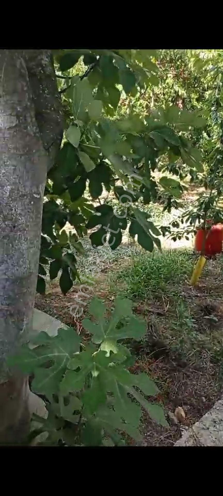 İçinde Evi Olan Bakımlı Meyve Bahçesi Kemalpaşa Ören - Görsel 20