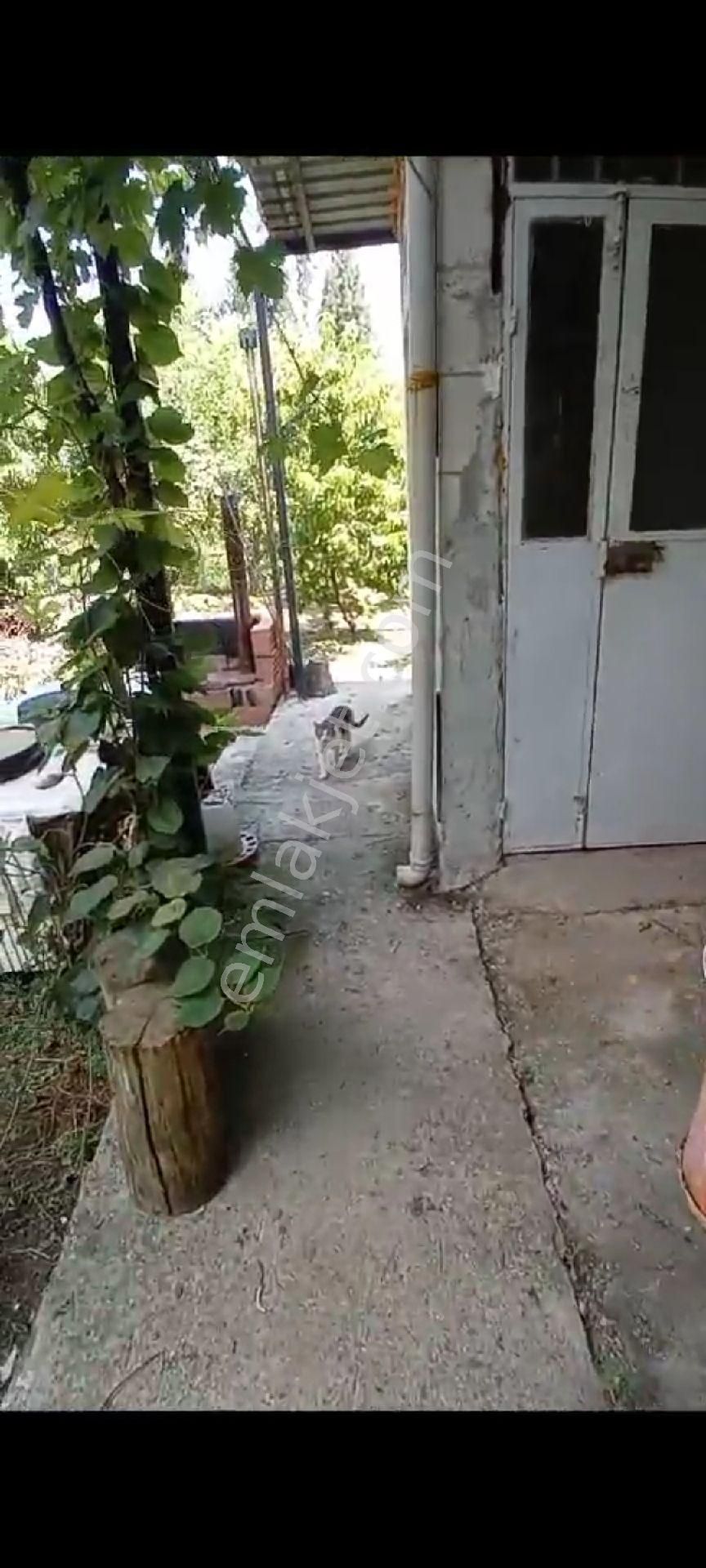 İçinde Evi Olan Bakımlı Meyve Bahçesi Kemalpaşa Ören - Görsel 25