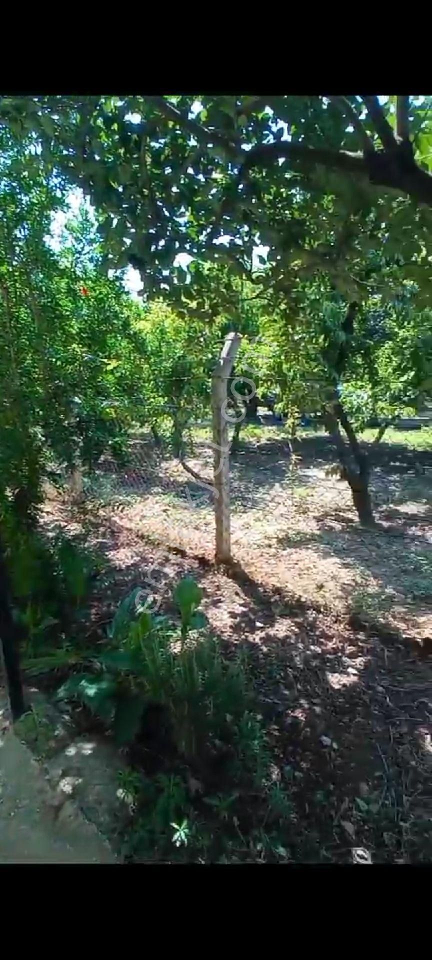 İçinde Evi Olan Bakımlı Meyve Bahçesi Kemalpaşa Ören - Görsel 34