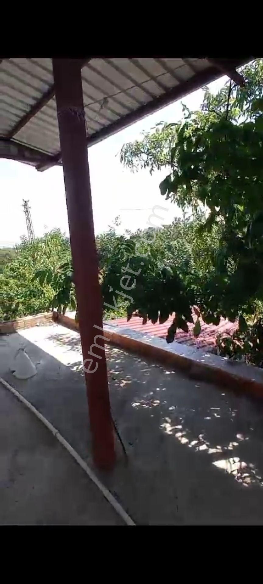 İçinde Evi Olan Bakımlı Meyve Bahçesi Kemalpaşa Ören - Görsel 9