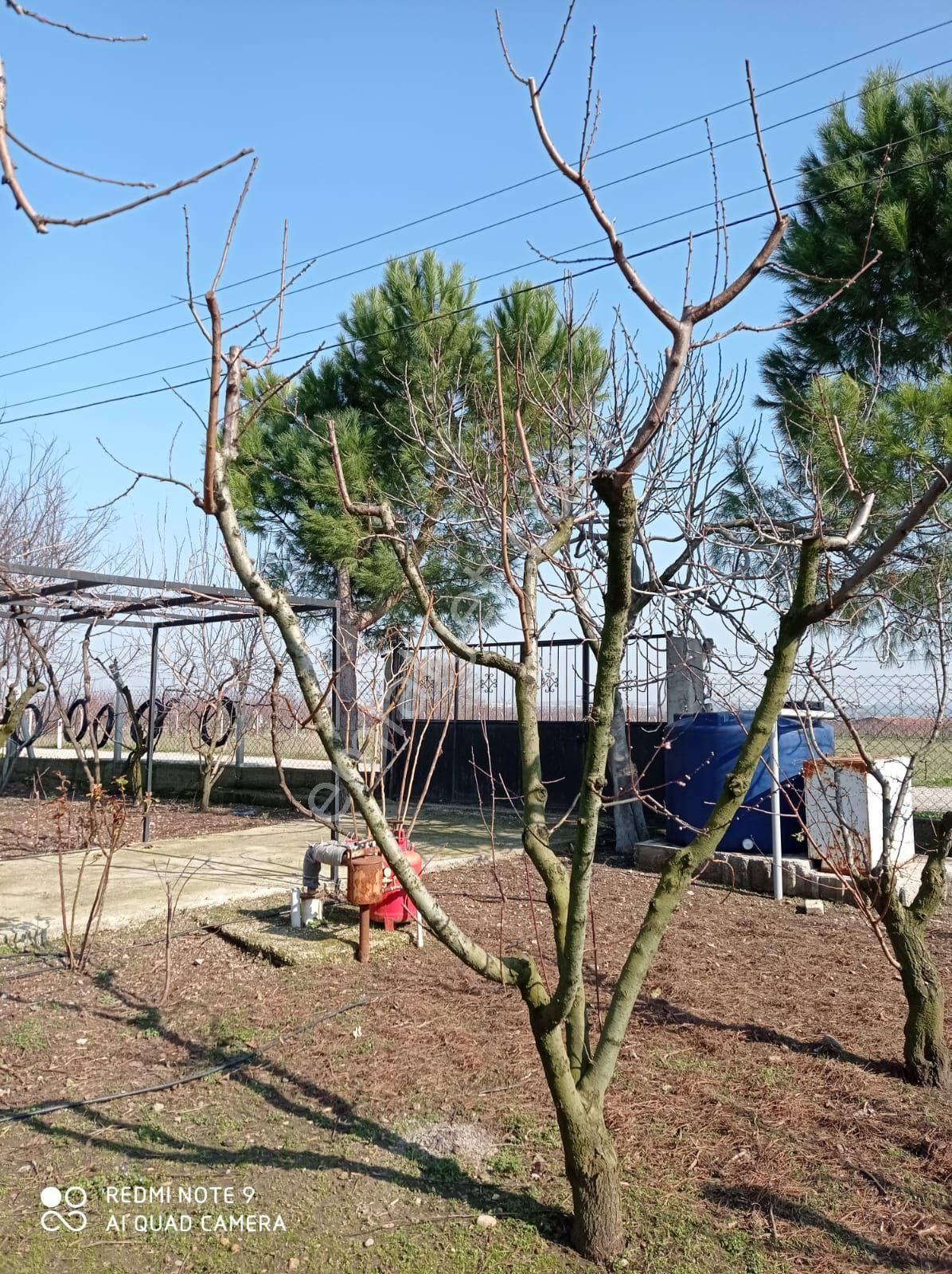 İçinde Evi Olan Bakımlı Meyve Bahçesi Kemalpaşa Ören