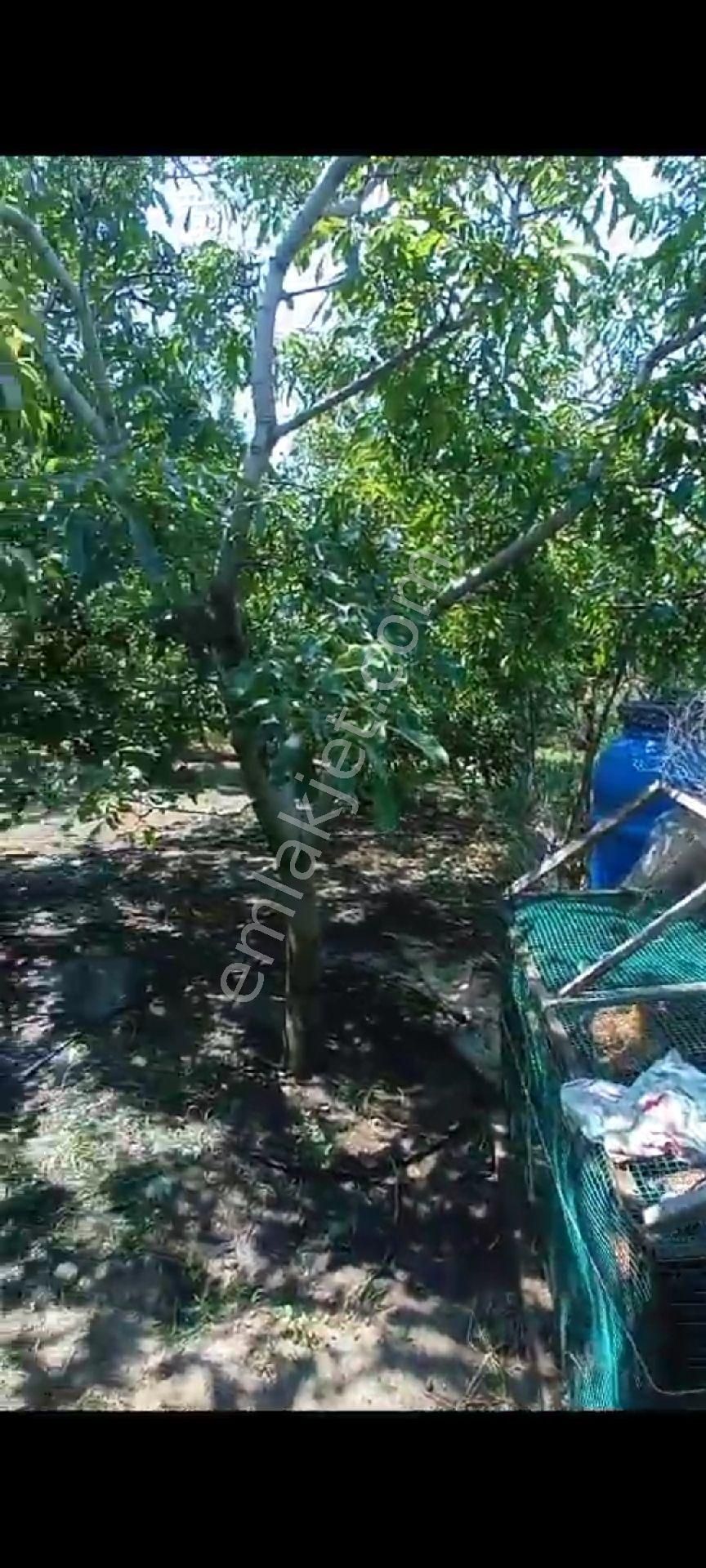 İçinde Evi Olan Bakımlı Meyve Bahçesi Kemalpaşa Ören - Görsel 32