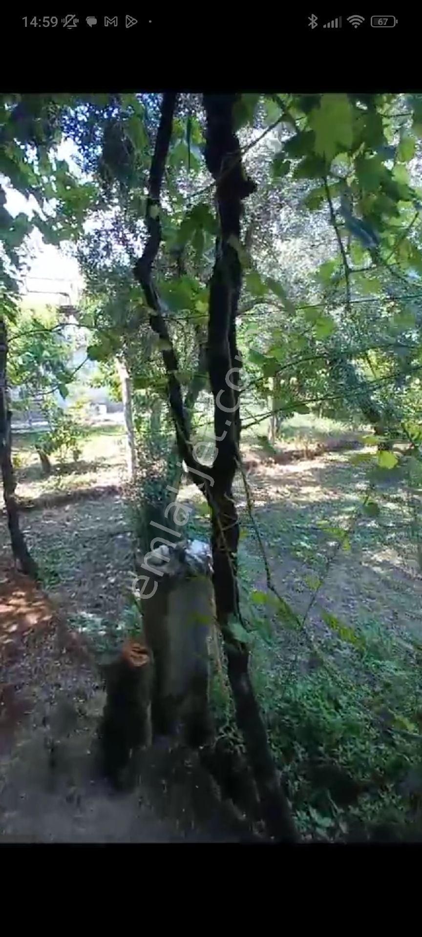 İçinde Evi Olan Bakımlı Meyve Bahçesi Kemalpaşa Ören - Görsel 24