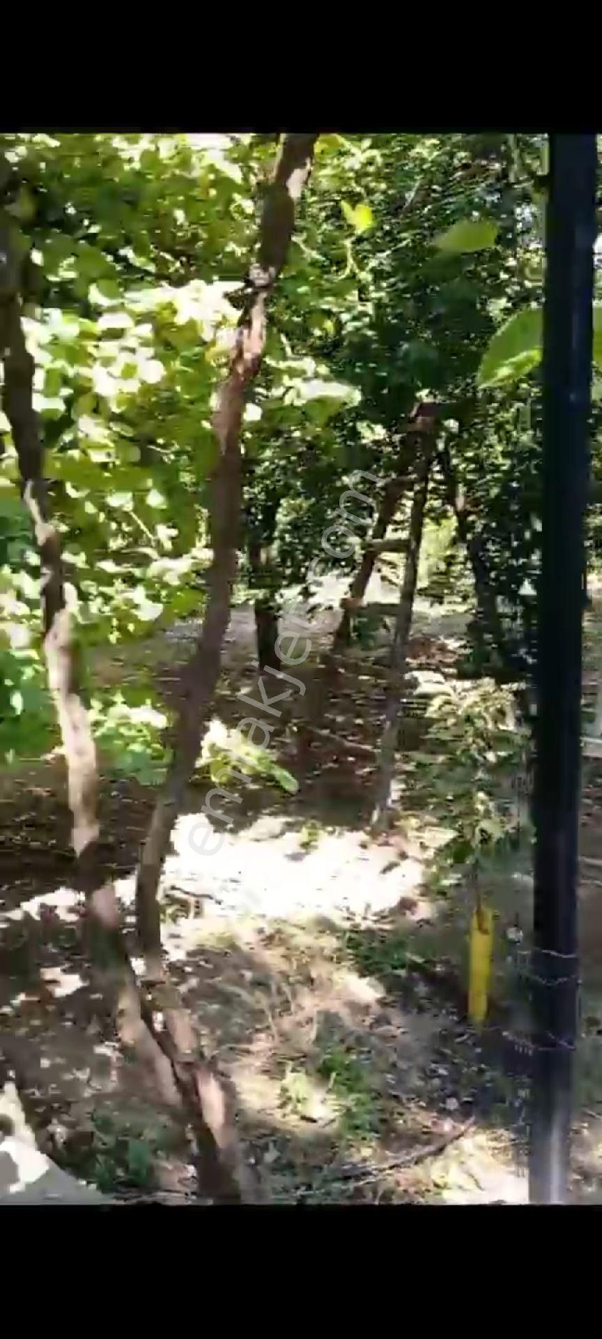 İçinde Evi Olan Bakımlı Meyve Bahçesi Kemalpaşa Ören - Görsel 21