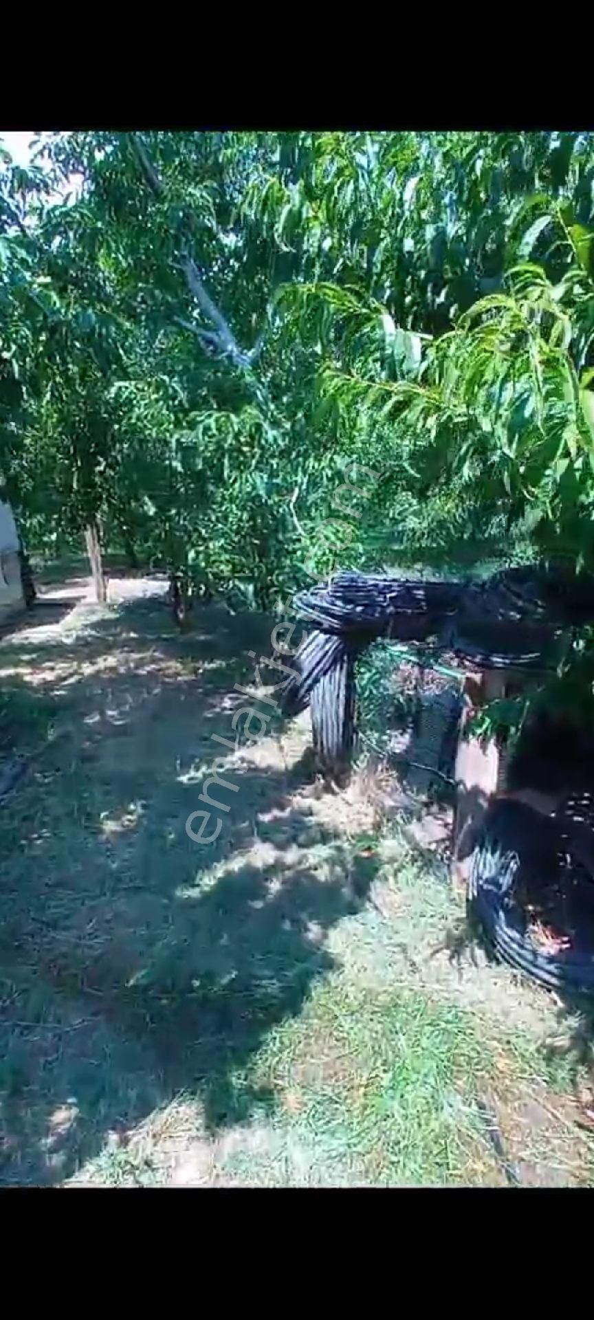 İçinde Evi Olan Bakımlı Meyve Bahçesi Kemalpaşa Ören - Görsel 27