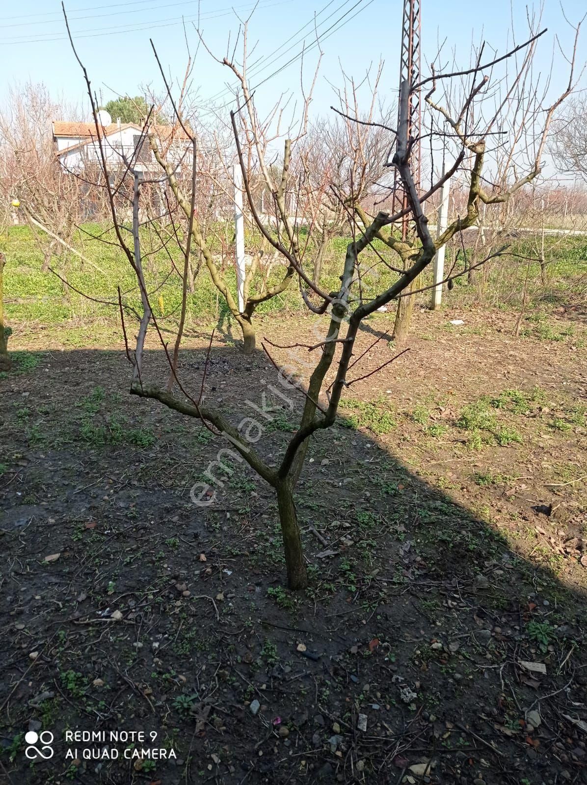 İçinde Evi Olan Bakımlı Meyve Bahçesi Kemalpaşa Ören - Görsel 5