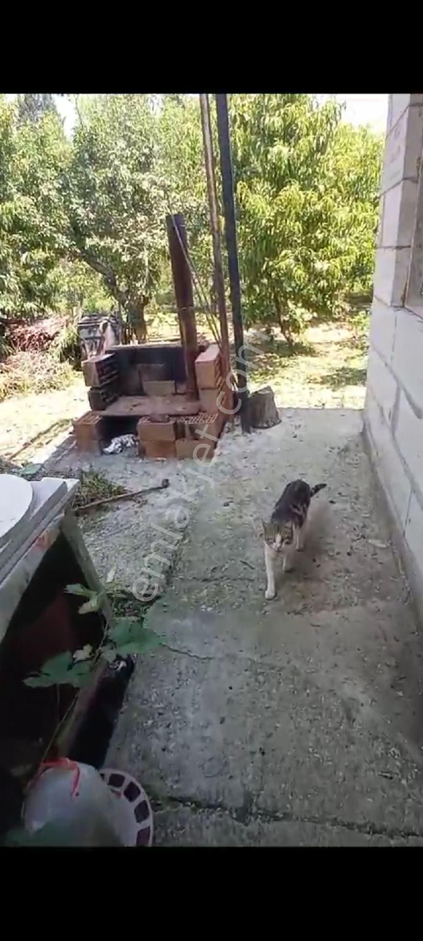 İçinde Evi Olan Bakımlı Meyve Bahçesi Kemalpaşa Ören - Görsel 26