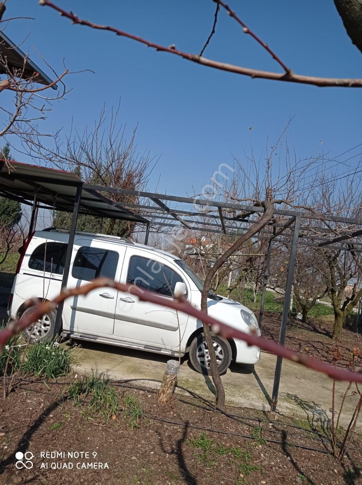 İçinde Evi Olan Bakımlı Meyve Bahçesi Kemalpaşa Ören - Görsel 2