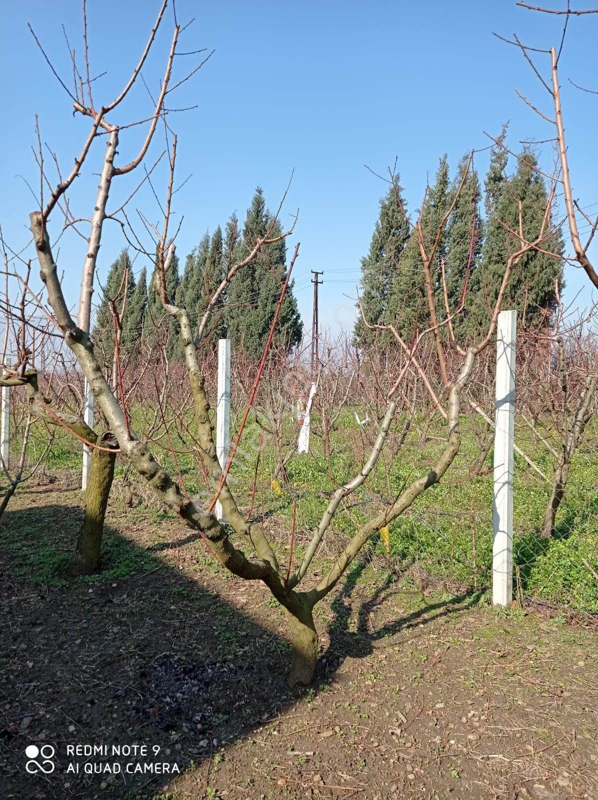 İçinde Evi Olan Bakımlı Meyve Bahçesi Kemalpaşa Ören - Görsel 3