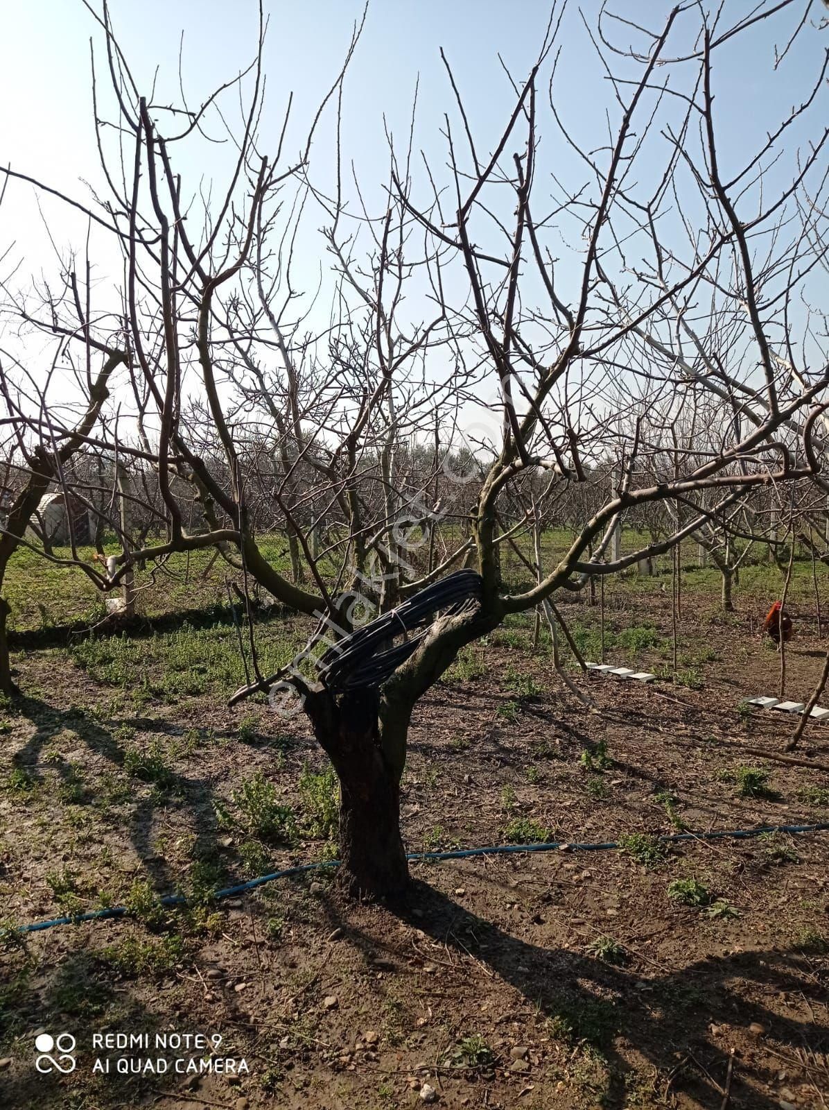 İçinde Evi Olan Bakımlı Meyve Bahçesi Kemalpaşa Ören - Görsel 4